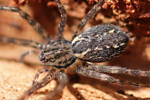 Ghost Spider (za) (Zoridae sp)